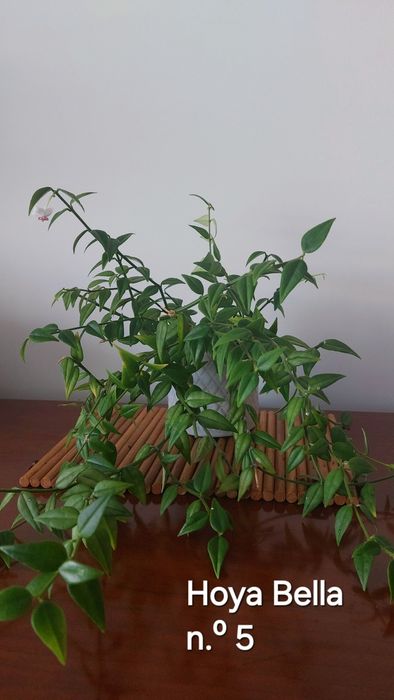 Hoyas (Flores de cera)  Plantas naturais