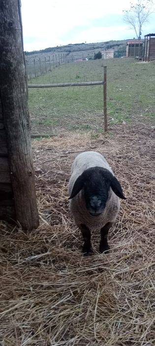 Carneiro Suffolk para venda