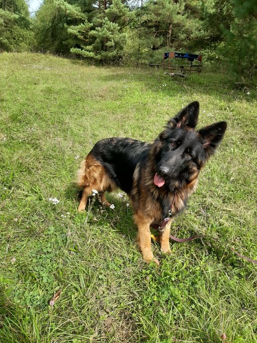 Śliczna młoda Sunia Bella owczarek niemiecki do adopcji ze schroniska.