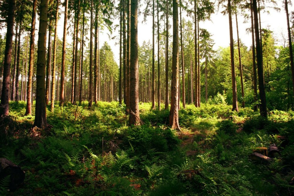 Terrenos em Santa Comba Dão