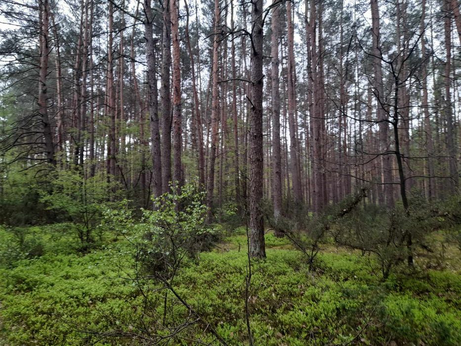 Sprzedam las w obrębie Sinogòra