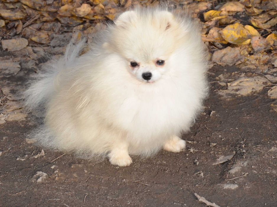 Кремовая красавица.  Померанский  ТОЙ шпиц.