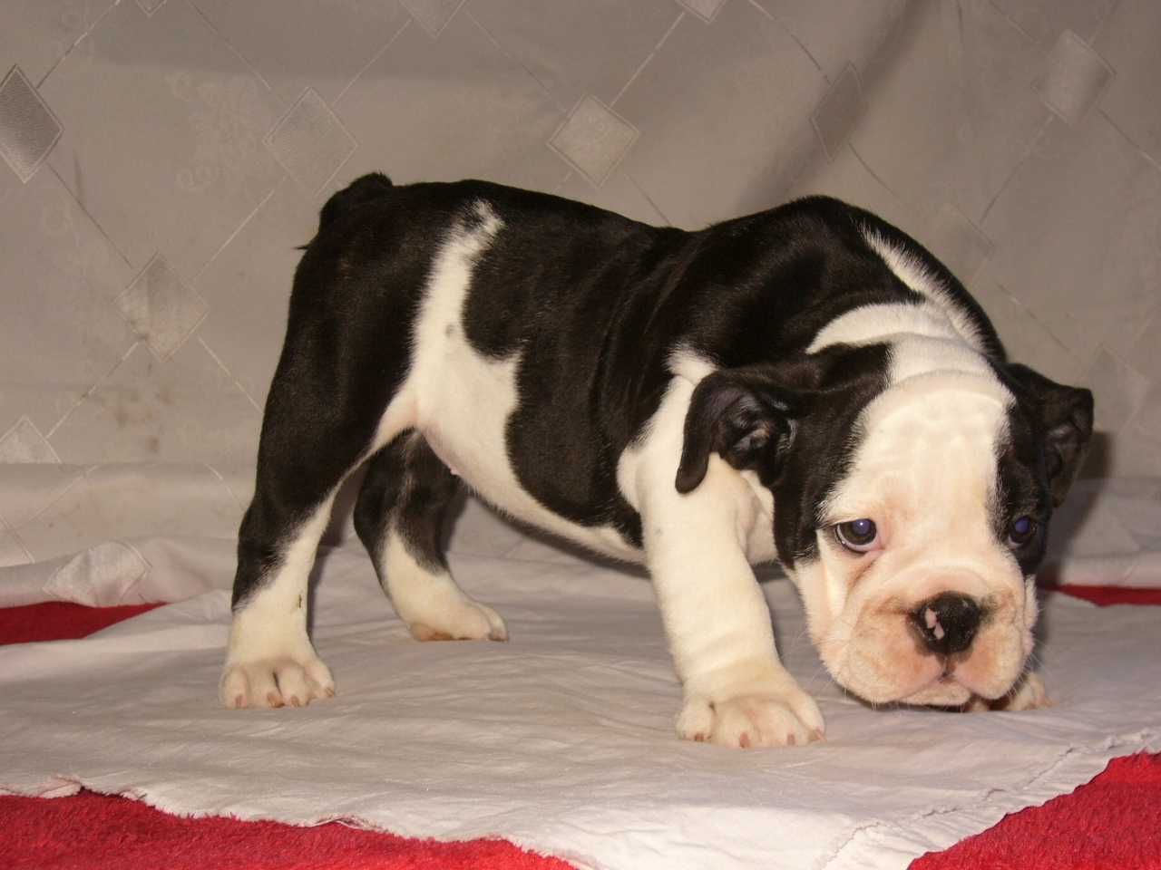 Buldog angielski szczeniak suczka