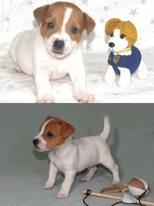 Джек Рассел тер'єр з документами клубу КСУ