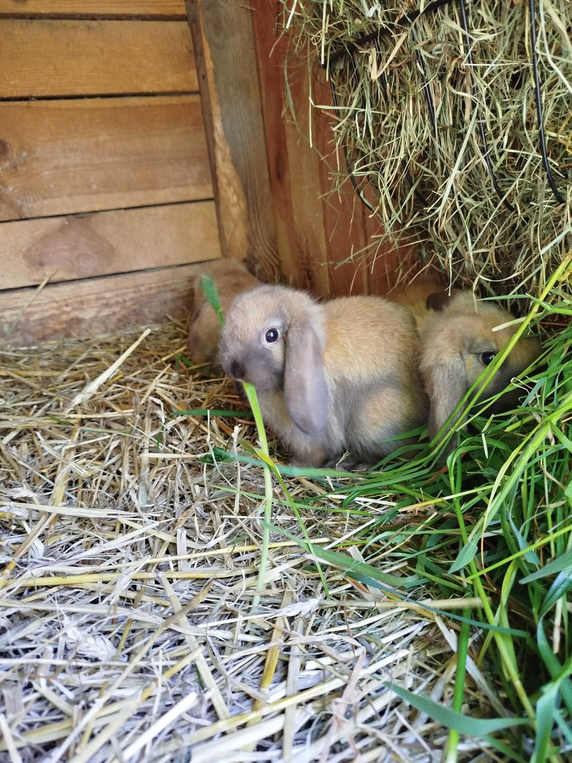 Króliczki miniaturki mini lop