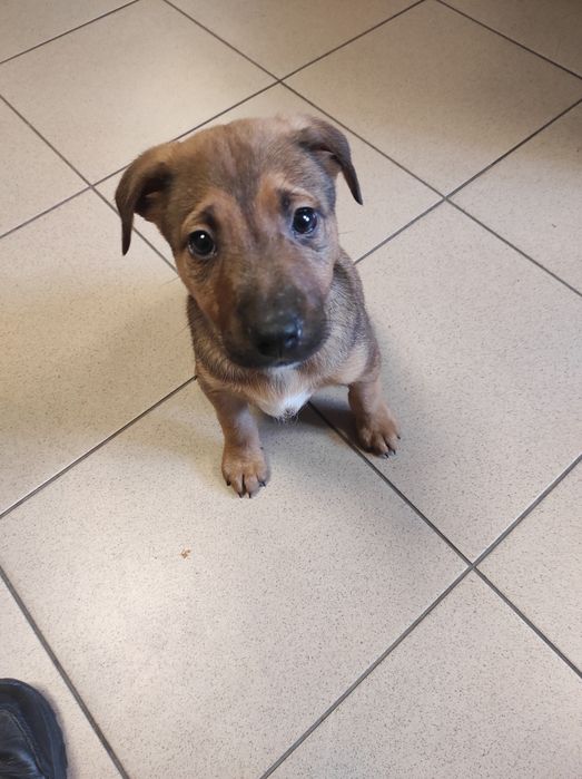 Malutki Boluś szuka najlepszego domku- do pilnej adopcji