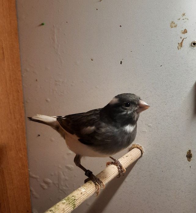 Kanarki samce i samice różne kolory