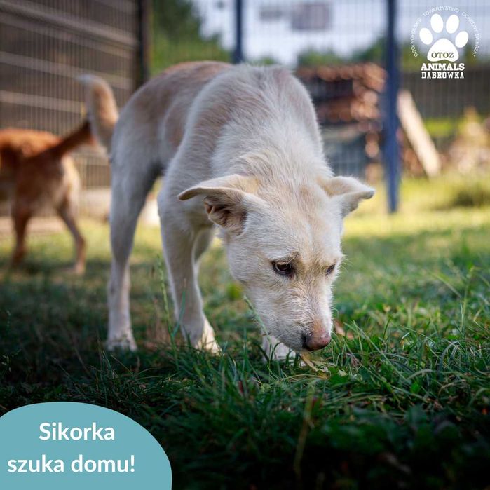 Sikorka szuka kochającego domu!