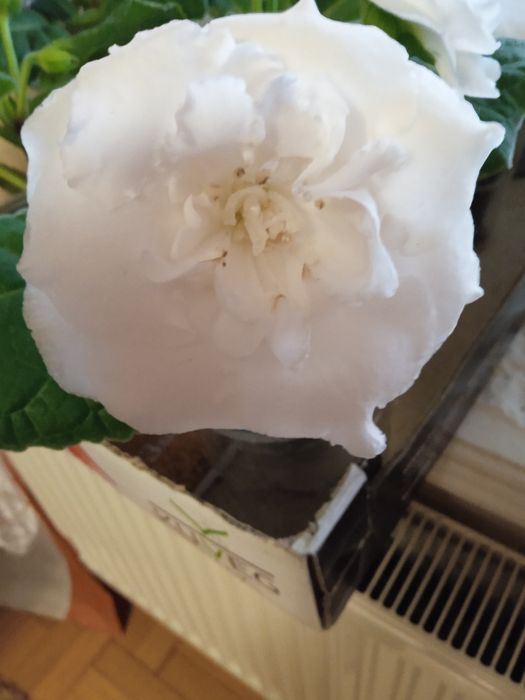 Глоксинии,Глоксинії.