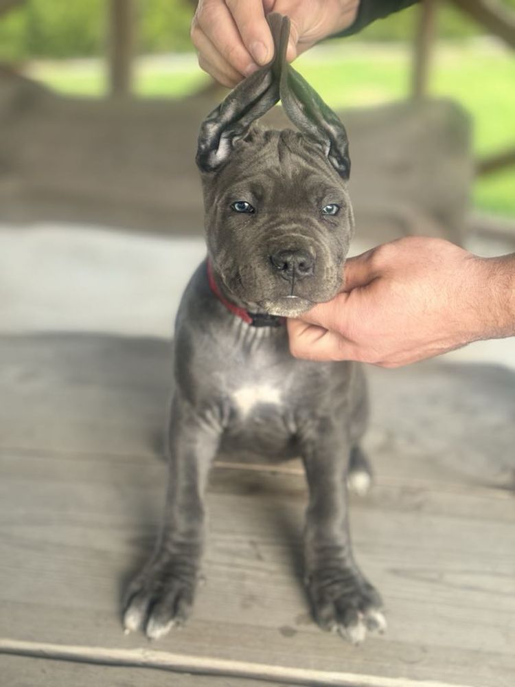 Szczeniak cane corso italiano