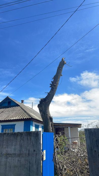 Зрізання дерев, Спил, Кронування, Корчування!