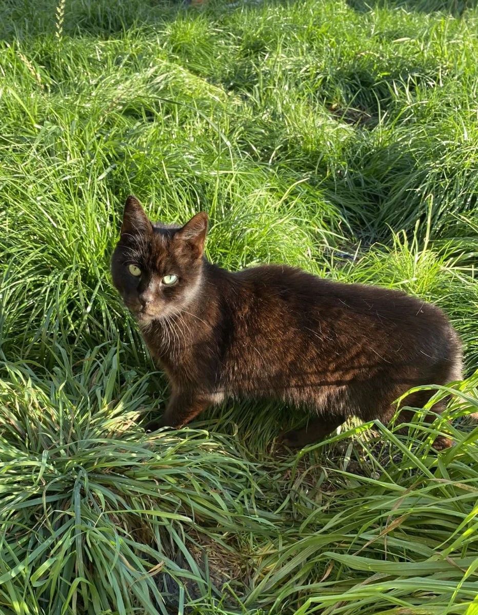 Czarny kocurek Hugo do adopcji od 5lat :(
