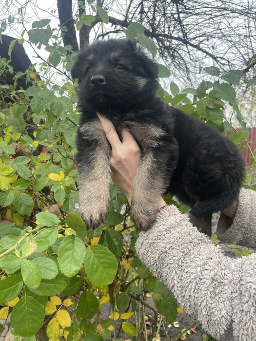 Німецька вівчарка,