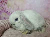 Śliczny króliczek baranek Mini lop, samiczka, do odbioru, legalna hodo