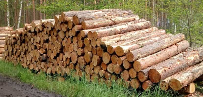 Drewno buk, opał transport gratis