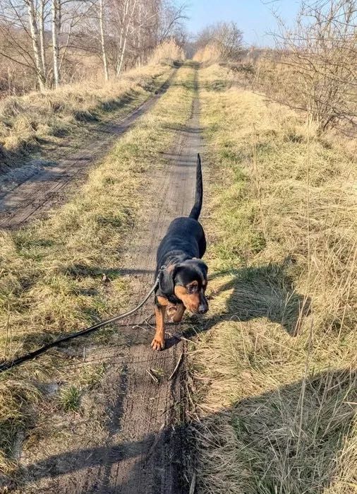 Michael w typie gończy polski do adopcji