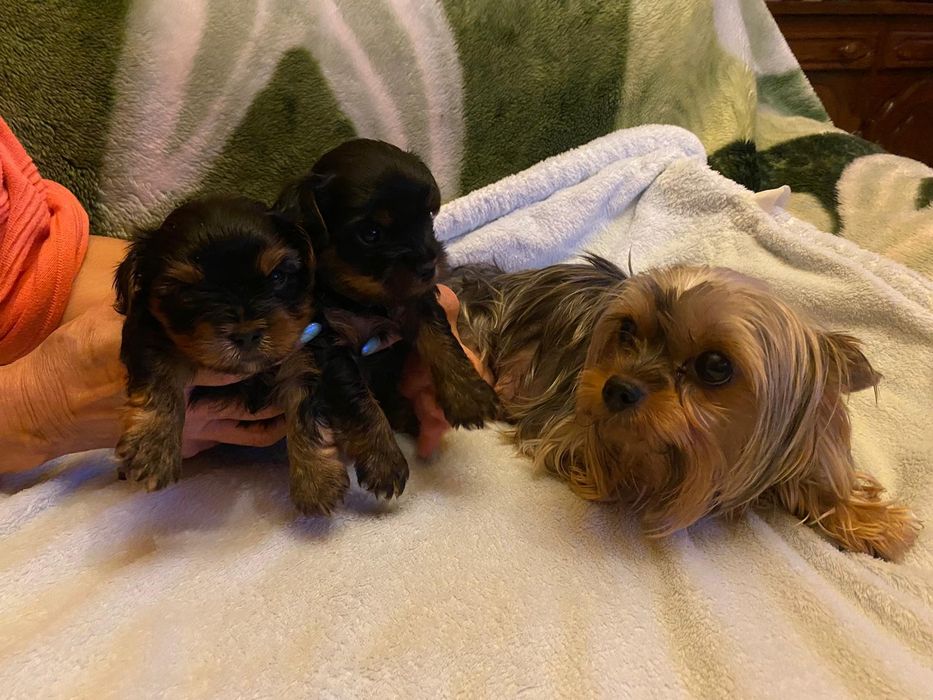 Mini Słodziaki Yorkshire Terrier