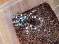 DUŻY Ptasznik białokolanowy Acanthoscurria geniculata