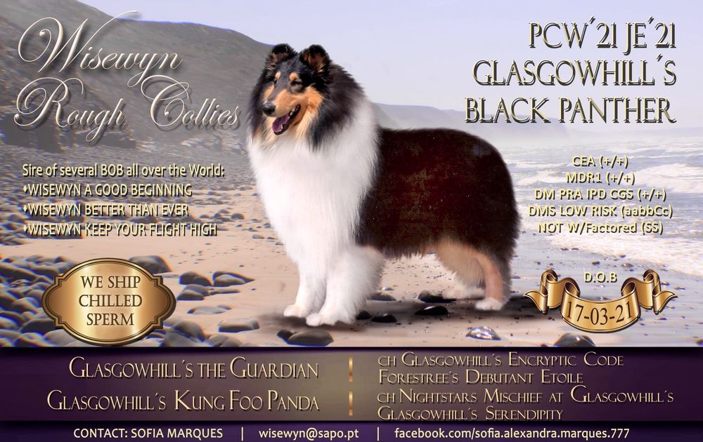 Rough collie macho fulvo testado ADN excelente qualidade