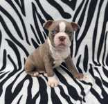 Boston Terrier śliczny liliowy piesek.