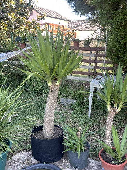 Yucca diversos tamanhos