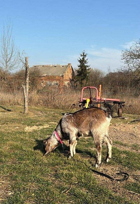 Krycie kozłem capem