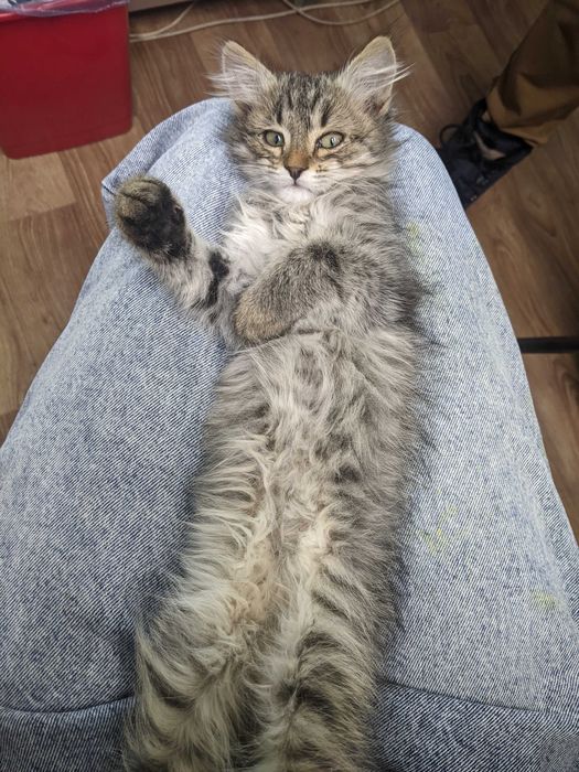 Віддам кошеня дівчинку безкоштовно