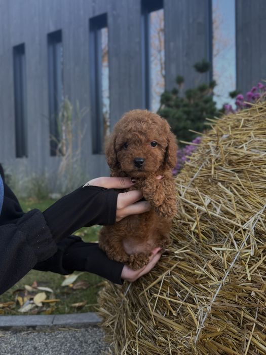 Той-пудель преміум класу