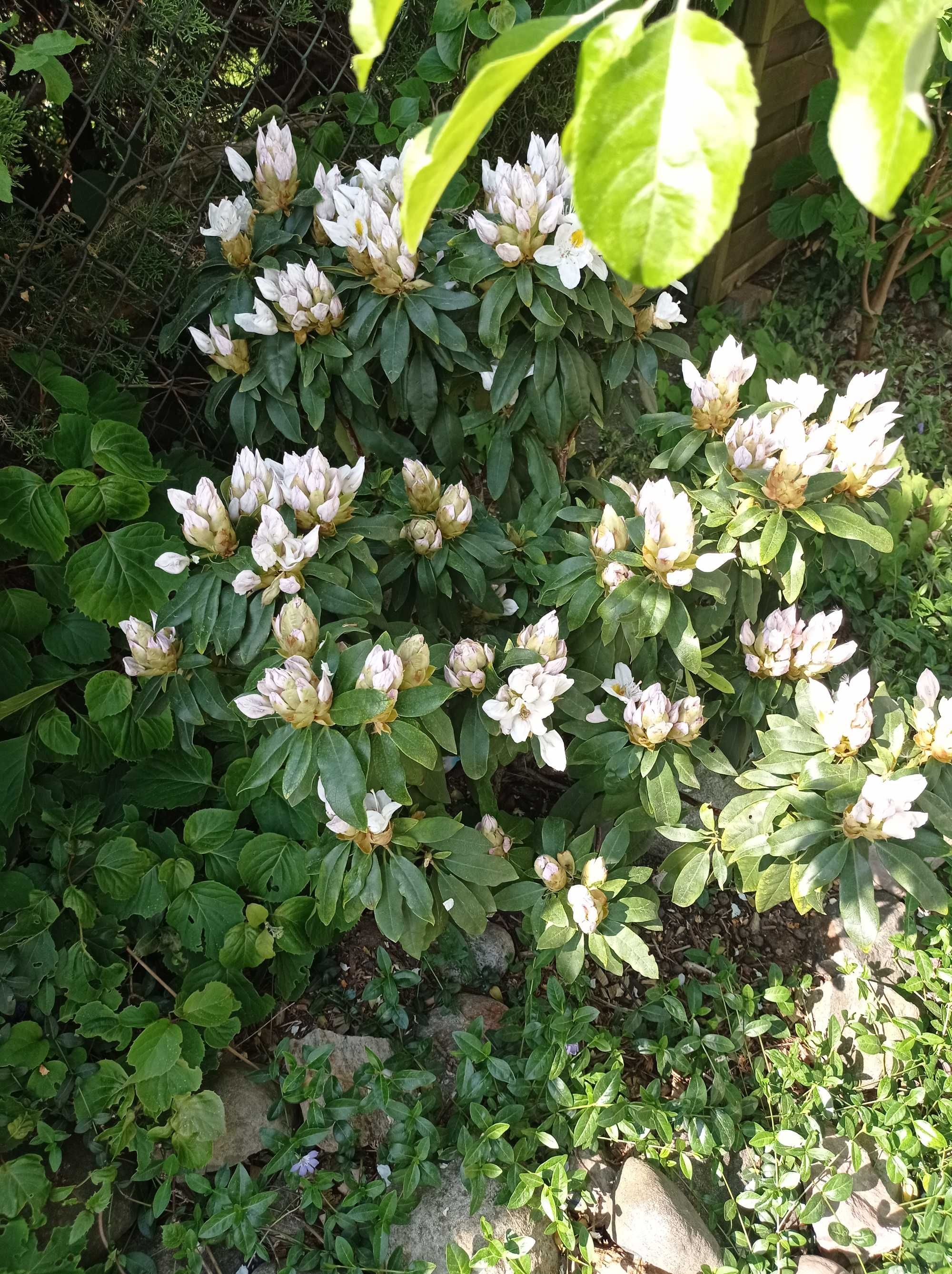 Rododendron Madame Masson biały,  4 letni w donicy,