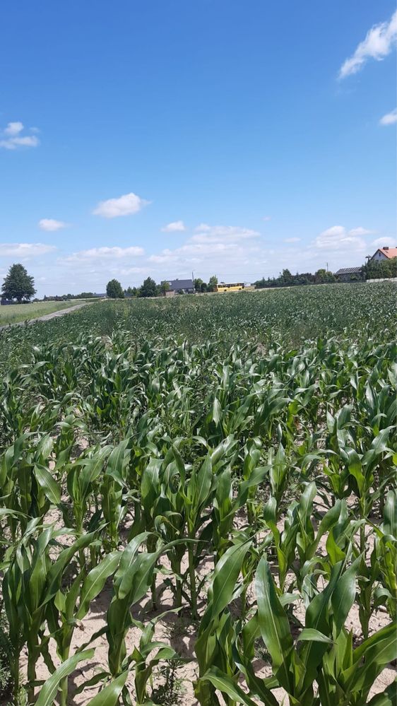 Działka rolna ziemia 1,59 ha