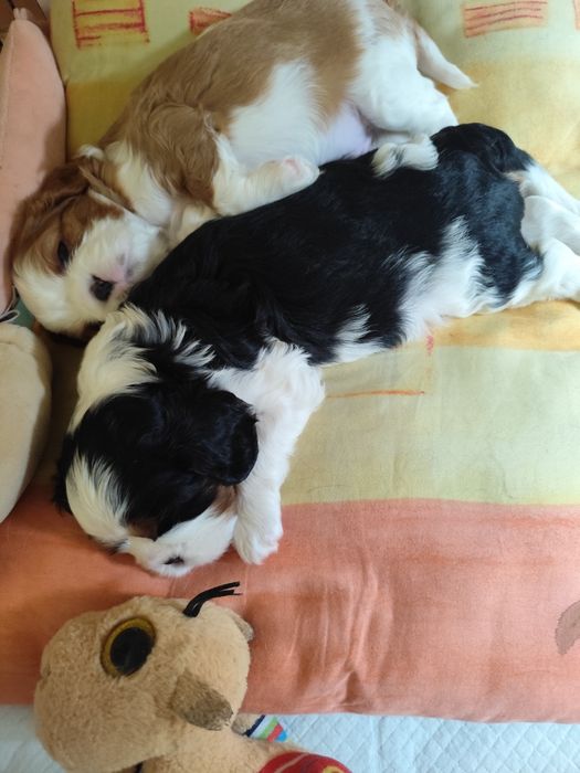 Cavalier King Charles Spaniel piesek samczyk tricolor