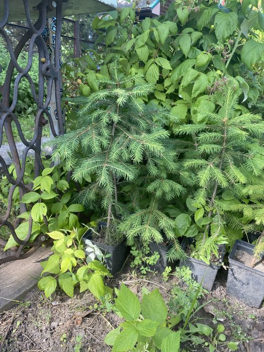 Ель Европейская с комом