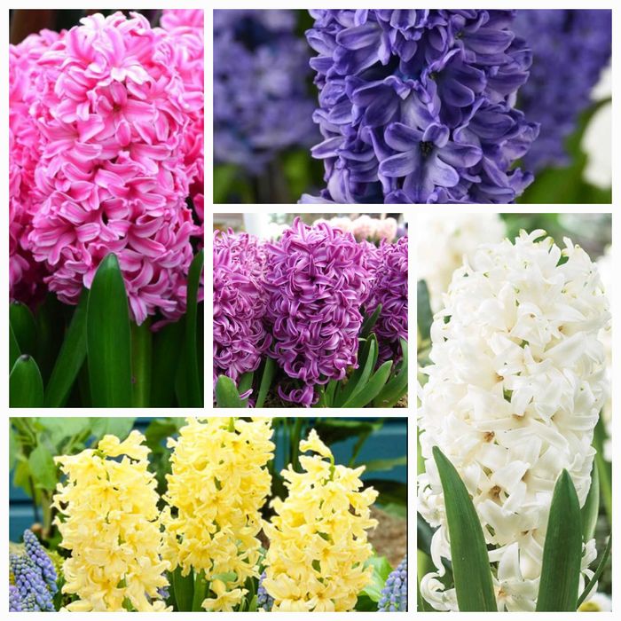 Цибулини гіацинтів різних сортів