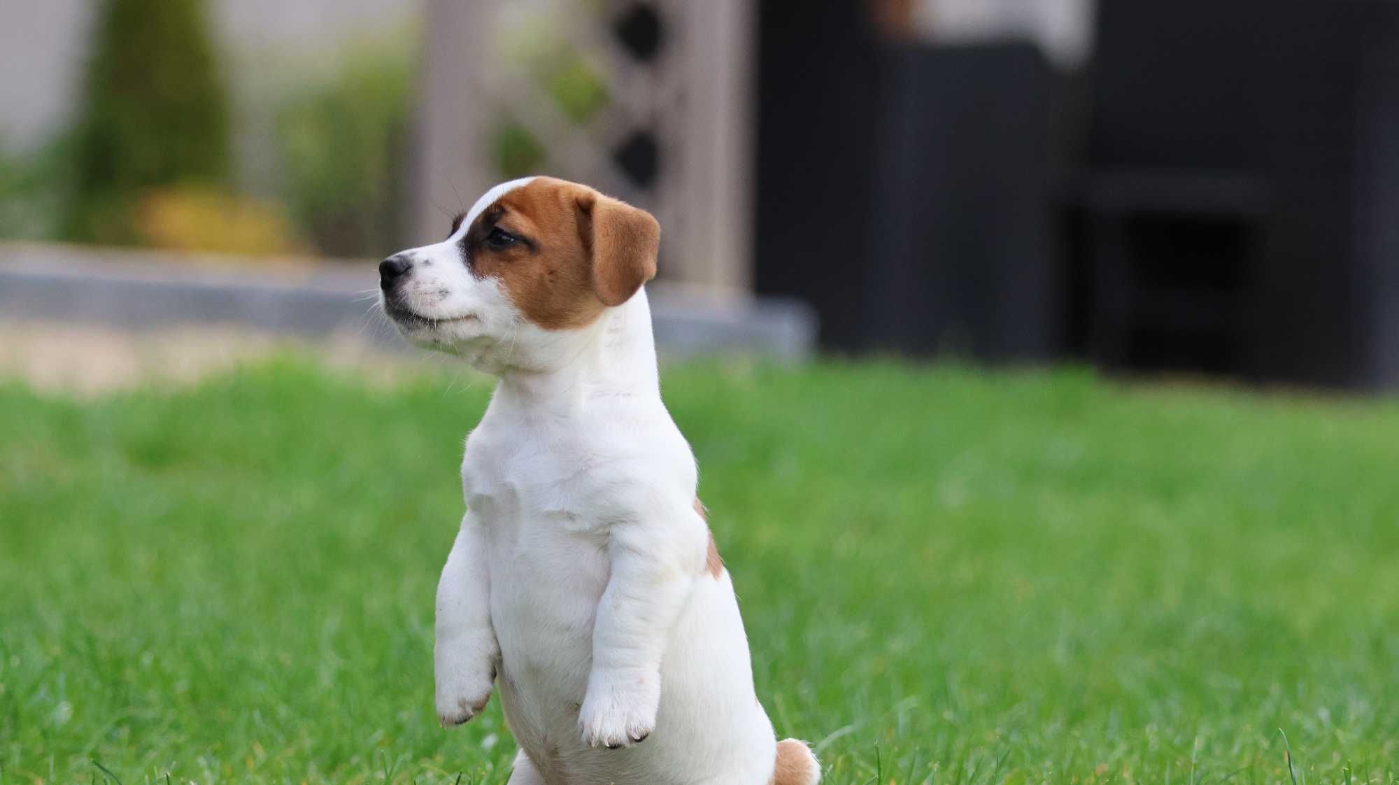 Już są!!- Jack Russell Terrier z hodowli"BREFIO"/badania genetyczne