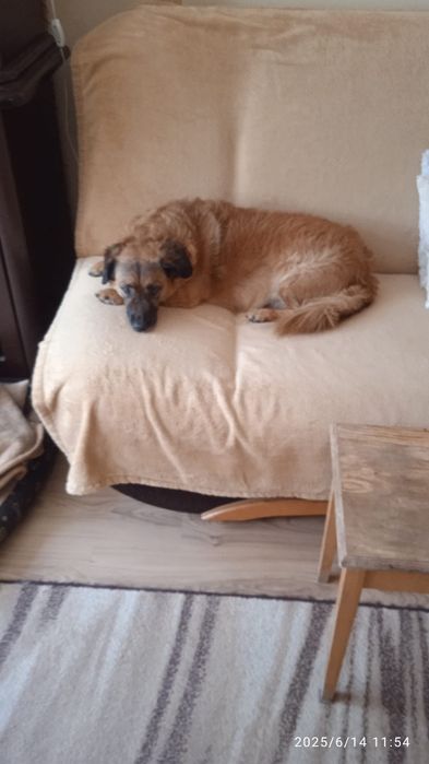 Suczka do oddania za darmo