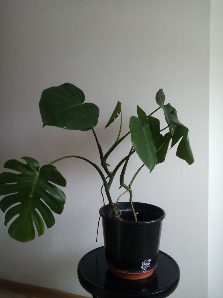 Monstera dziurawa