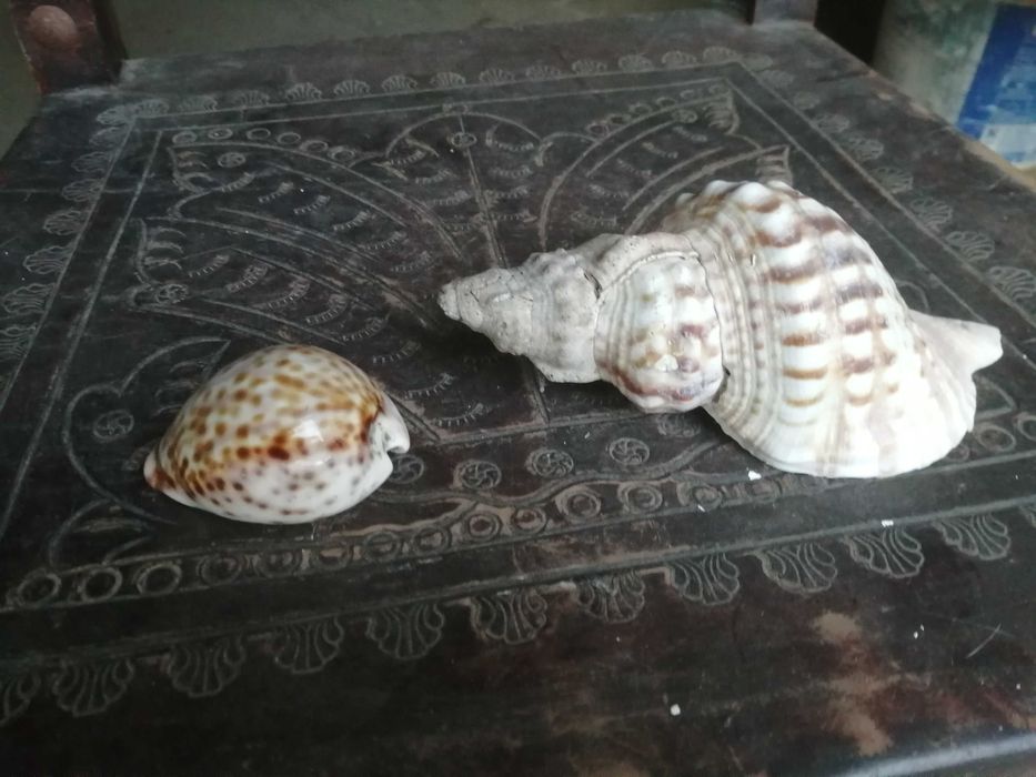 conj 2 buzios naturais