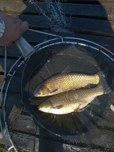 Amur kroczek cena za kg