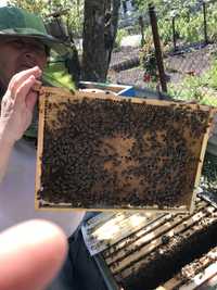 Пчелы системы дадан