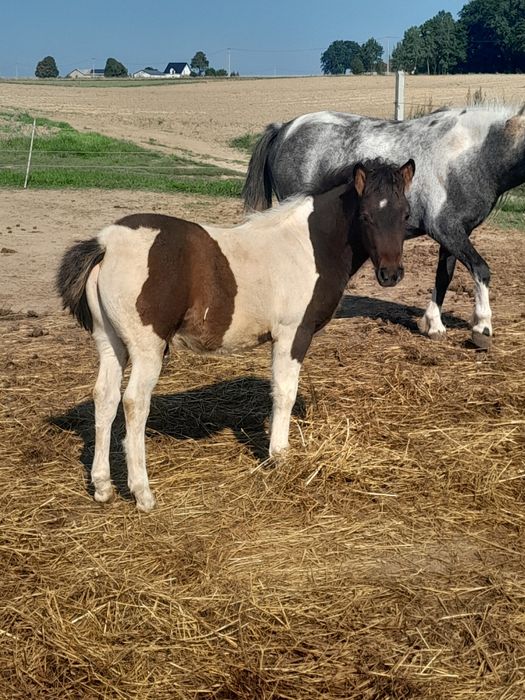 Sprzedam kucyka ogierka