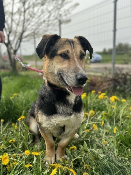 Bajer do adopcji!
