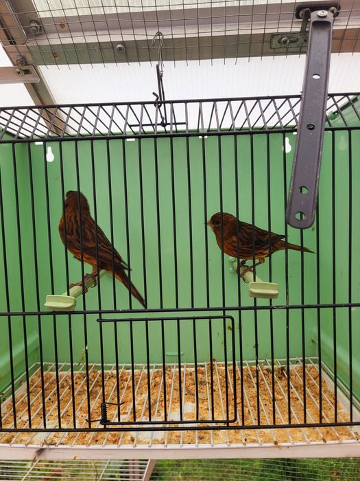 Kanarki kobalty, kasztany, agaty