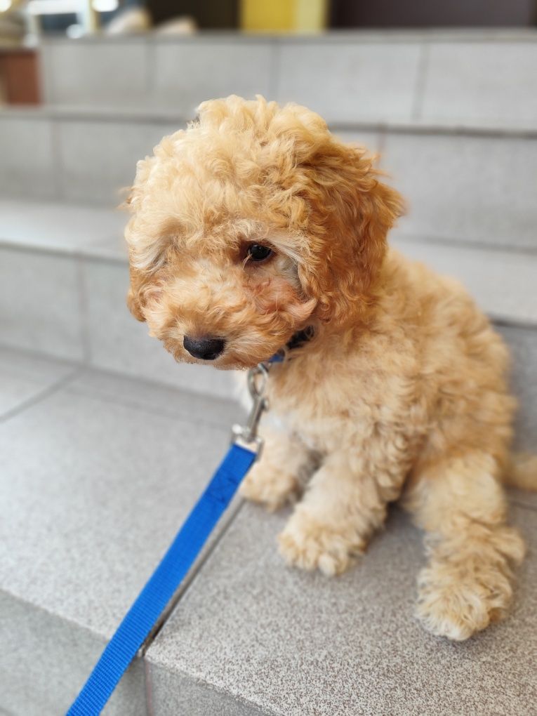 Piesek Maltipoo F1b gotowy do odbioru * zachipowany