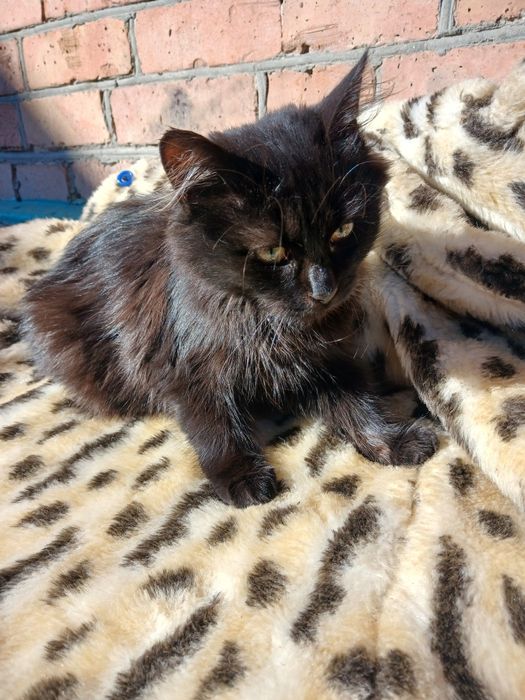 Продам кошенят в добрі руки