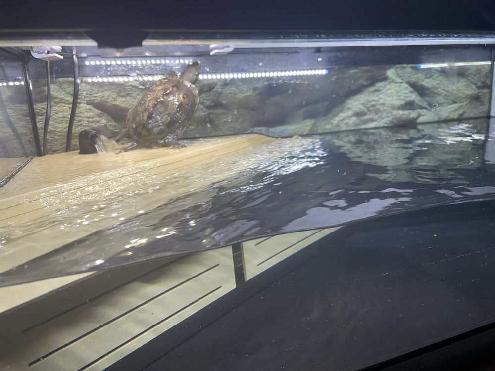 Aquário para tartarugas Tortum 75