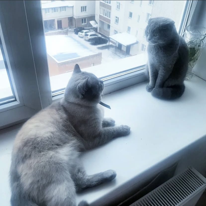 Злучка британець блю поінт прямовухий