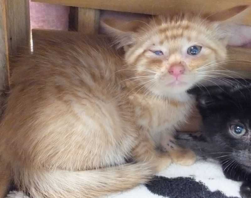 SZYSZKA koteczka ruda do adopcji