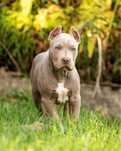 American Bully XL piesek lilac tri