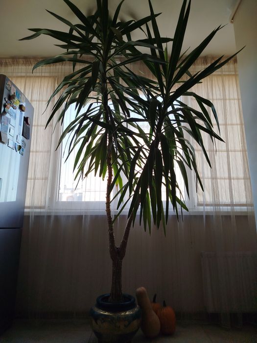 Юкка 12 років висота 2500mm+