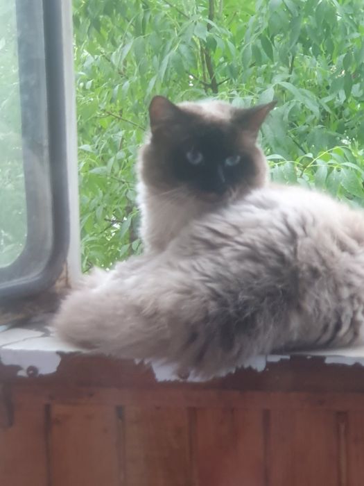 Котик ,окрас шоколадный таби